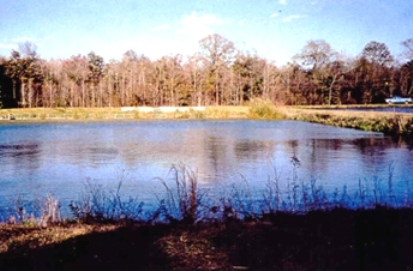 pond