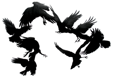 crows circling