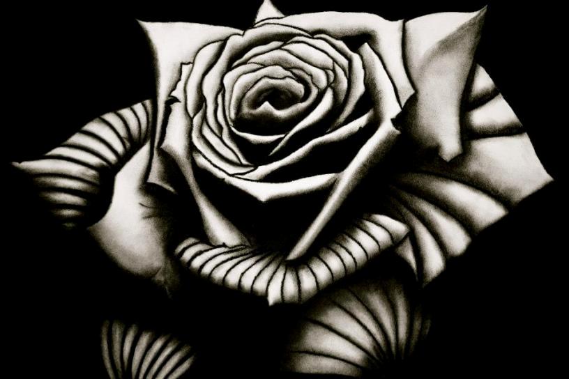rose