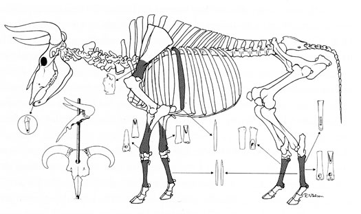 Skeleton drawing