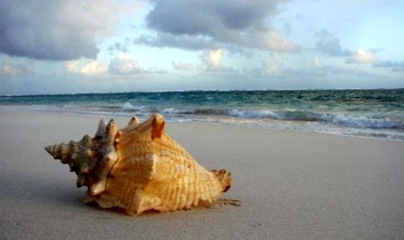 Empty Shell