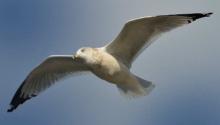 Bird