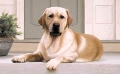 Yellow dog on porch