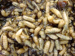 Maggots